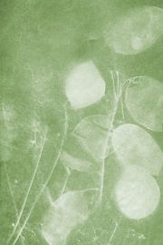 Lunaria Honesty Green Tint by Karen Kaspar