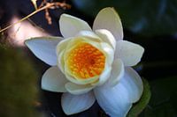 Seerose 2