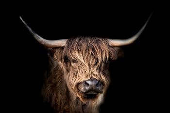 Scottish Highlander