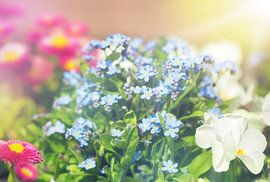 Spring flowers by Bo Valentino