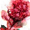 Roze rode hibiscus van Ineke de Rijk