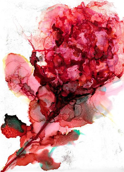 Hibiscus rose et rouge par Ineke de Rijk