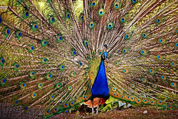 Kapitän Pfau