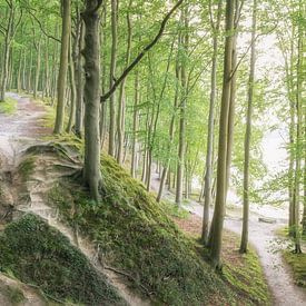Wald an der Küste Rügens von Tobias Luxberg
