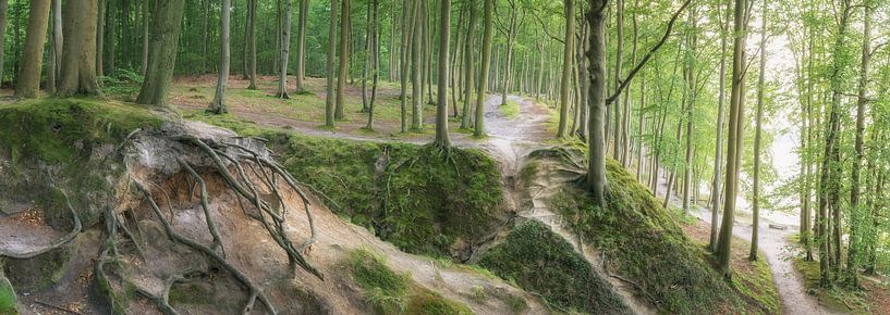 Forest on the coast of Rügen by Tobias Luxberg