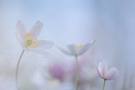 forest anemone by Francis Dost