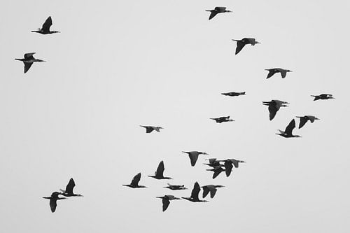 A Flock of Cormorants