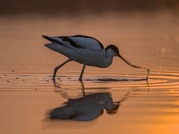 Schwarzhalstaucher bei Sonnenaufgang