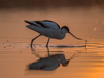 Black-necked grebe at sunrise by Katinka Mann