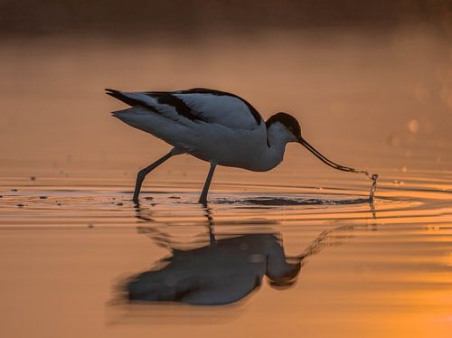 Grèbe à cou noir au lever du soleil