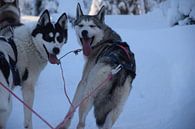 Husky van Jeroen Franssen thumbnail
