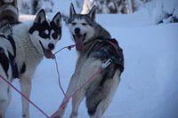 Husky