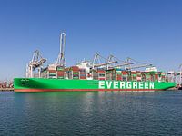 Ever Art (Evergreen)