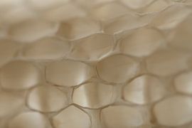 "Huid van Vernieuwing: De Verborgen Architectuur" sur Esther van der Weijden