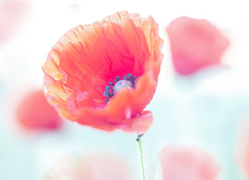 Poppy dreamy atmosphere by natascha verbij