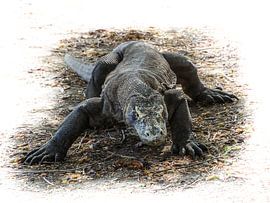 Auge in Auge mit einem Komodowaran