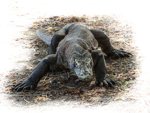 Oog in Oog met een komodovaraan