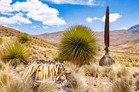 Queen of the Andes bromelia's in Peru