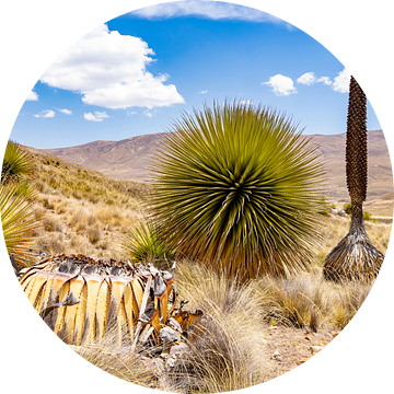 Queen of the Andes bromelia's in Peru