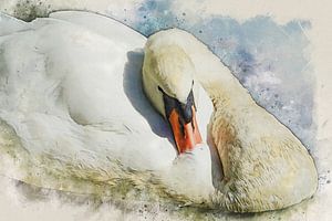 Cygne sur Bert Quaedvlieg