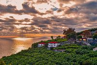 Plantation de bananes Madère