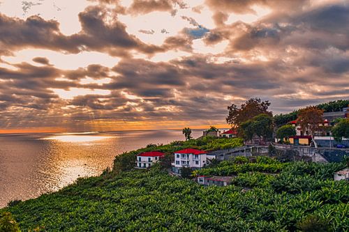 Banana plantation Madeira