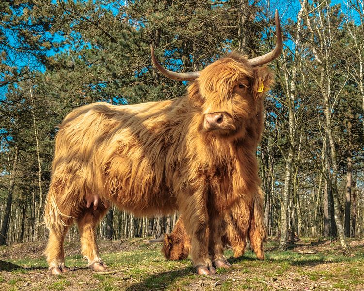 Scottish Highlanders by Freddie de Roeck