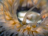 Dahlia