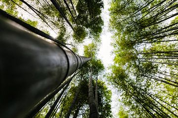 La forêt de bambous à Kyoto, au Japon