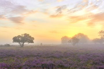 Zonsopkomst op de paarse hei van Ad Jekel