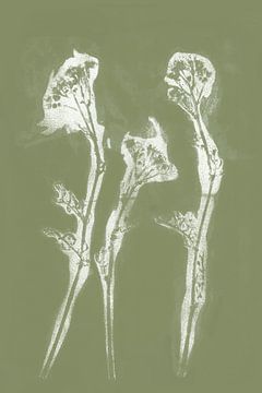 Weiße Blumen im japanischen Stil. Moderne botanische Kunst in warmem Pastellgrün und Weiß. von Dina Dankers