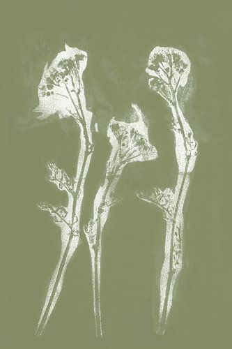 Fleurs blanches dans le style Japandi. Art botanique moderne en vert chaud pastel et blanc.