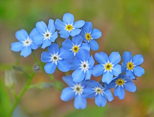 Forget-me-not