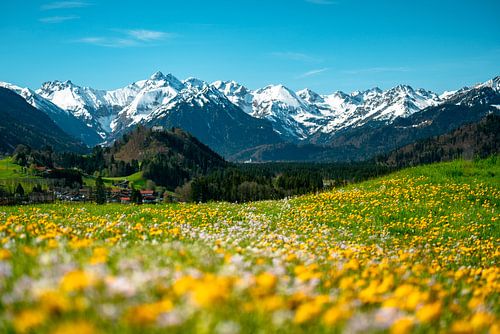 Voorjaarsachtig uitzicht over de bloemenweide tot aan de Allgäuer Alpen