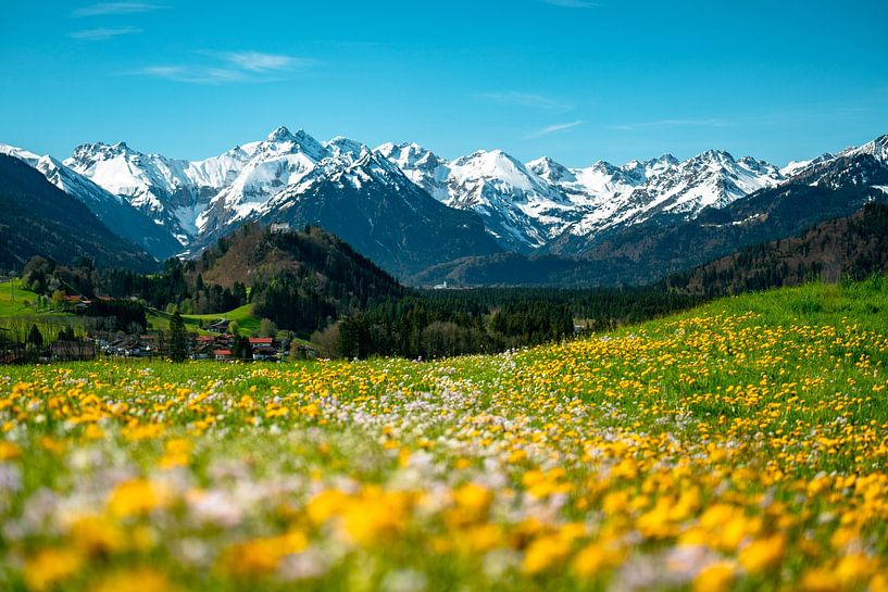 Spring view over the flower meadow to the Allgäu Alps by Leo Schindzielorz