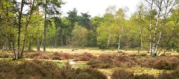 Frühling im Wald von Barger von Corinne Welp