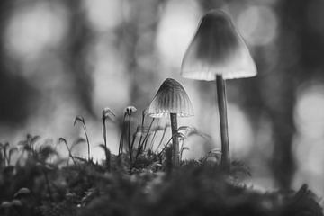 Minimalistische lichtval in stilte van van Veen Allround Photography