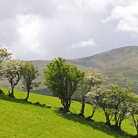 Irish Trees by Andrea Fettweis