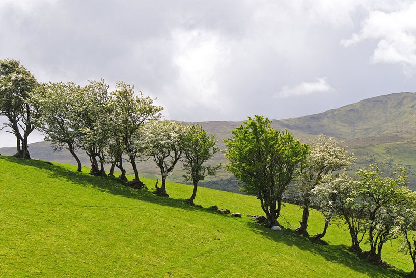 Irish Trees von Andrea Fettweis