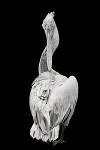 Pelikan-Drehung von Jiske Wijmans @Artistieke Fotografie