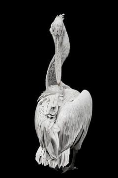 pelican twist by Jiske Wijmans @Artistieke Fotografie