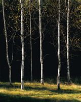 Berk Grove Licht