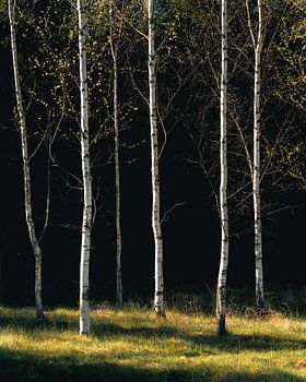 Birch Grove Light