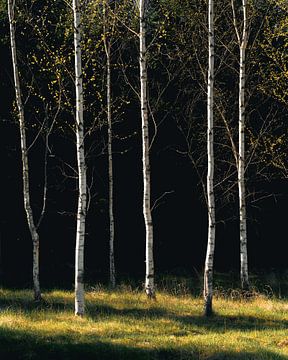 Berk Grove Licht van Theodor Gerhamn
