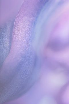 Pastelkleurig bloemblaadje van Marjolijn van den Berg