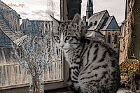 Verloren plaats Vintage Kitten