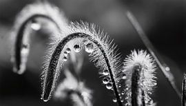 Planten met regendruppels