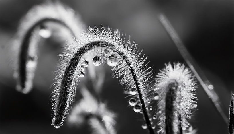 Plantes avec gouttes de pluie par Mustafa Kurnaz