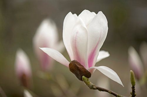 Magnolia