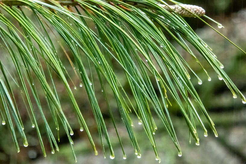 La pluie, la pluie par Els Hattink